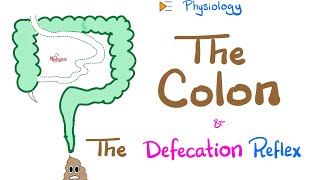 The Colon & The Defecation Reflex | Gastrointestinal Physiology