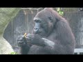 金剛迪亞哥家族吃葡萄柚gorilla d jeeco troop eating grapefruit