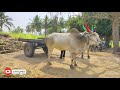 வடக்கத்திய மாடுகள் sugarcane load ride bullock cart ride