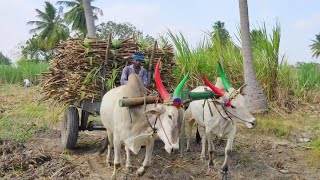 வடக்கத்திய மாடுகள் Sugarcane Load Ride | Bullock Cart Ride