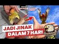 7 HARI Melatih Lovebird / How to Train Lovebird