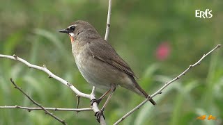 【えりすいしかり】初夏の花や鳥