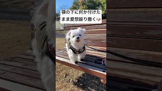 A dog showing affection with a dirty face 🐶 #shorts #cutedog #maltese