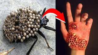 दुनिया के सबसे खतरनाक कीड़े | जिन्हे देखकर भाग लेना | Most Dangerous Bugs in the World