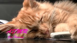 🎧 No Talking [ASMR] Cat purring 8 hours | 고양이 골골송 8시간