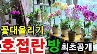 호접란 꽃대 올리기 관리 방법 최초공개?!