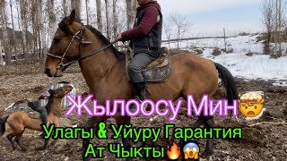 Улагы Уйуру гарантия Ат чыкты😱🔥Базар Коргондун Алдынкы аттарынан бири🤯04.02.2025