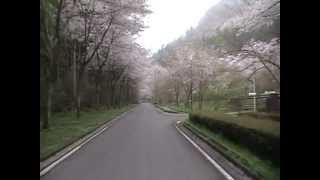 寺尾ヶ原千本桜公園