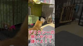 トイレガン見でうさぎに怒られる柴犬