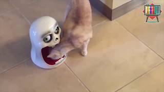 TRY NOT TO LAUGH CLEAN :) FUNNY CATS FAIL VIDEOS - LAUGH OUT LOUD :) #3