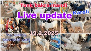 Rajasthan Tonk Bakra mandi live update 19,2,2025 #tonkgoatmarket