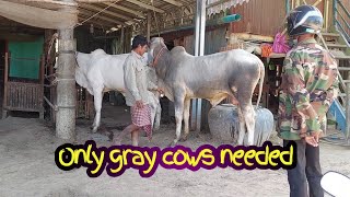 Ta Phoeun asks the locals, to find the best cows, the largest gray cows in Cambodia