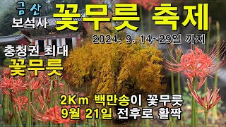 세간에 잘 알려지지 않은 금산 보석사 꽃무릇 2Km(5리길) 백만송이 꽃무릇이 9월 21일 전후에 활짝 피어/꽃무릇 개화시기와 탐방로/금산 가볼만한 곳