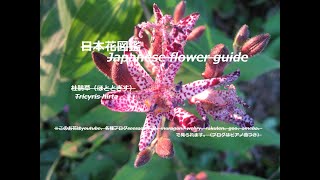 秋は鳴きません？！Doesn't autumn cry? !　杜鵑草 （ほととぎす）Tricyris hirta　季節の花　日本花図鑑　Japanese flower guide