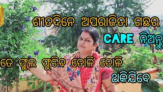 ଶୀତଦିନେ ଅପରାଜିତା ଗଛର care ନିଅନ୍ତୁ //ଏତେ ଫୁଲ ଫୁଟିବ ତୋଳି ତୋଳି ଥକିଯିବେ #Aparajita plant care