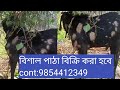 big goat breeder for sale hailakandi cont:9854412349