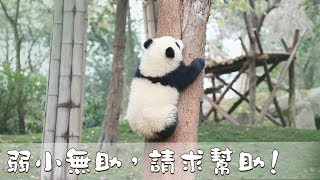 《熊貓早晚安》弱小無助，請求幫助！ | iPanda熊貓頻道