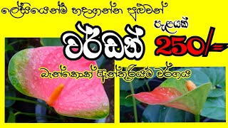 ලේසියෙන්ම හදා ගන්න පුළුවන් බැන්කොක් ඇන්තූරියම් වර්ගය|රු.250 |  0777 525 993