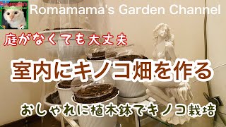 【きのこ栽培】インテリア感覚でキノコ畑を作ってみた　＃椎茸　#なめこ