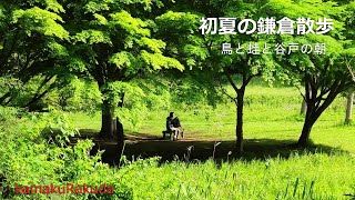 [4K] Kamakura walk in early summer, morning of birds and frogs