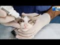 How to put eye drops in cats eye.