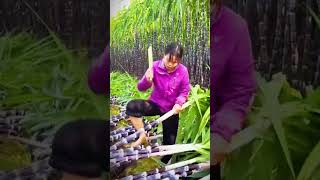 cool skill of farmers cutting sugar cane leaves after harvesting #shorts