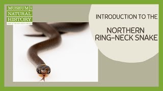 Introducing the Northern Ring-Neck Snake - QR Code Information Video