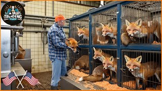 How Chinese Farmers Make Billions Dollars From Processing Fox Skin And Fur | Farming Documentary