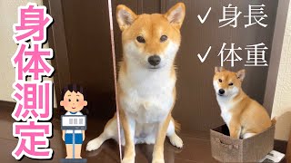 【柴犬】お家で身体測定してみた