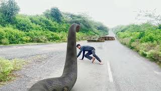 Big Anaconda Snake Attack  In Real Life  HD Video| Big Anaconda| Vikku Films