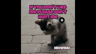 miaw miaw miaw song 🎶 AI music 11🐾 #miawmiaw #soundsad #miaw #soundmiawmiaw