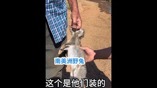 南美洲野兔泛滥，随便放个套就可以装到野兔 #上热门