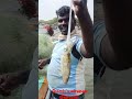 octopus fisherman meenavannanban erafilm viralvideo ungalmeenavanmookkaiyur childhoodfishing