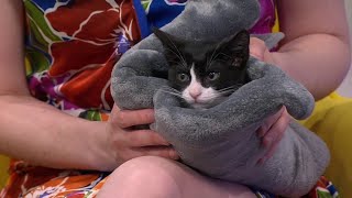 Clear The Shelters Meet Star