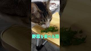 野菜を食べる猫