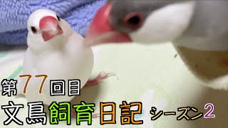 文鳥飼育日記シーズン2第77回目