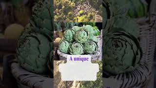 FoOd FaCtS artichokes - Culinary Delight.