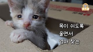 어미한테 버림받은 아기 고양이를 구조해서 집으로 데려왔어요