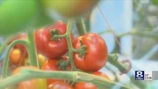 INSIDE LOOK: New 10-acre greenhouse dedicated to NY agriculture