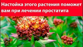 Родиола розовая - золотой корень. Лечение простатита, повышение потенций. Народное средство