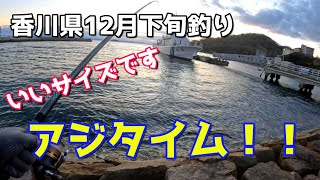 香川県釣り12月下旬 いいサイズのアジタイム！