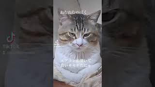 ねむねむのぼく#猫#猫のいる暮らし#保護猫#キジシロ#居眠り