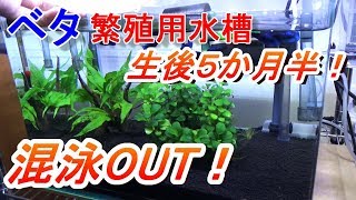 ベタ５か月半で混泳終了？　天然アナカリス取ってきた！