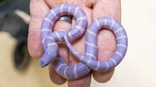 PURPLE SNAKES HATCHING!! | BRIAN BARCZYK