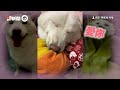 媽媽上班去！歐告叼衣服聞香：想妳了🥺｜寵物動物｜黑狗｜米克斯犬