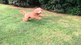 Goldendoodle Playing Catch Me If You Can