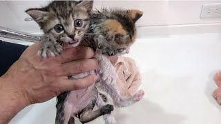 【保護子猫】子猫の初めてのお風呂｜子猫シャンプー｜⚠︎鳴き声注意｜生後約1ヶ月の子猫はじめてのミルクボランティア｜ミルボラ｜kitten.cat.