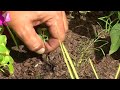 How to Kill Weeds in Landscape Beds