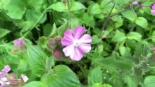 British Spring Blossoms - Red Campion (Silene dioica) #campion #silene #dioica