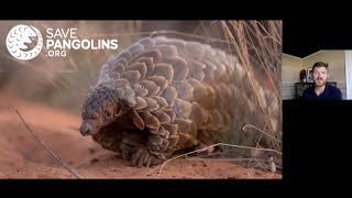 Pangolins 101 and Links to COVID-19 with Paul Thomson and Rachel Nuwer